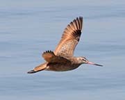 Picture/image of Marbled Godwit