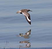 Picture/image of Willet