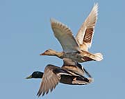 Picture/image of Mallard