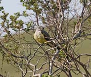Picture/image of Western Kingbird