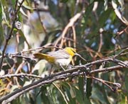 Picture/image of Bullock's Oriole