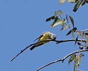 Picture/image of Western Kingbird