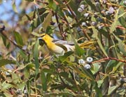 Picture/image of Bullock's Oriole