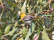 Picture/image of Bullock's Oriole