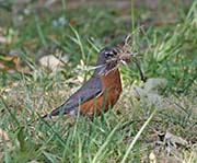 Picture/image of American Robin