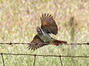 Picture/image of Ash-throated Flycatcher