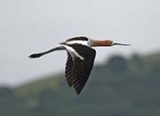 Picture/image of American Avocet