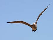 Picture/image of Whimbrel