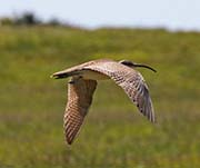Picture/image of Whimbrel