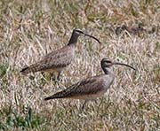Picture/image of Whimbrel