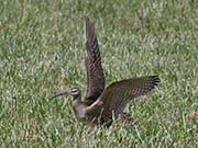 Picture/image of Whimbrel