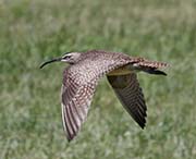 Picture/image of Whimbrel