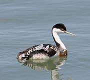 Picture/image of Western Grebe