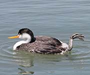 Picture/image of Clark's Grebe