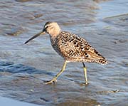 Picture/image of Short-billed Dowitcher