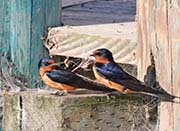 Picture/image of Barn Swallow