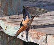 Picture/image of Barn Swallow