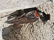 Picture/image of Cliff Swallow