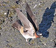 Picture/image of Cliff Swallow