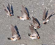 Cliff Swallow