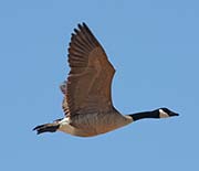 Picture/image of Canada Goose
