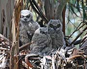 Picture/image of Great Horned Owl