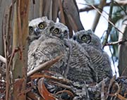 Picture/image of Great Horned Owl