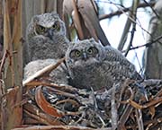 Picture/image of Great Horned Owl