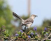 Picture/image of Northern Mockingbird