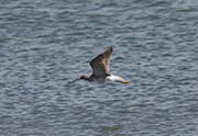 Picture/image of Greater Yellowlegs