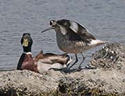 Picture/image of Willet
