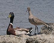 Picture/image of Willet