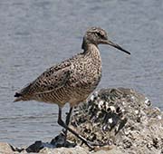Picture/image of Willet