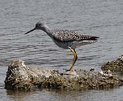 Picture/image of Greater Yellowlegs