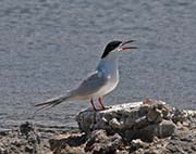 Picture/image of Elegant Tern