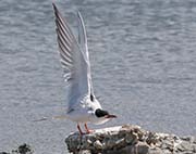 Picture/image of Elegant Tern