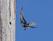 Picture/image of Tree Swallow