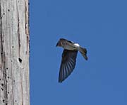 Picture/image of Tree Swallow