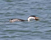 Picture/image of Clark's Grebe