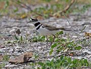 Picture/image of Killdeer