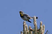 Picture/image of Yellow-rumped Audubon Warbler