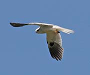 Picture/image of White-tailed Kite