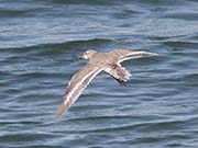 Picture/image of Spotted Sandpiper