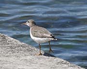 Picture/image of Spotted Sandpiper