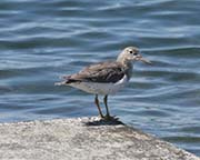Picture/image of Spotted Sandpiper