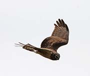 Picture/image of Northern Harrier