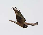 Picture/image of Northern Harrier