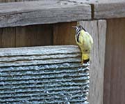 Picture/image of American Goldfinch