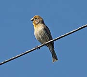 Picture/image of House Finch