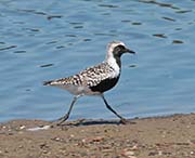 Picture/image of Black-bellied Plover